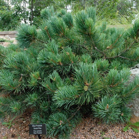Mew Mew Search engine optimization Coast Pinus Sylvestris Albyn's Prostrate | Conifere | Brazi argintii | Puieti  brazi argintii la pepiniera de acasa | Brazi pitici | Brazi Exotici